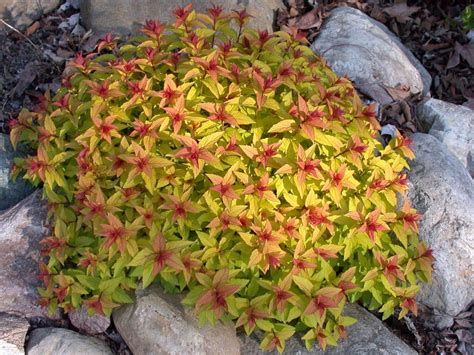 Creating a low-maintenance landscape with the help of magic carpet shrub